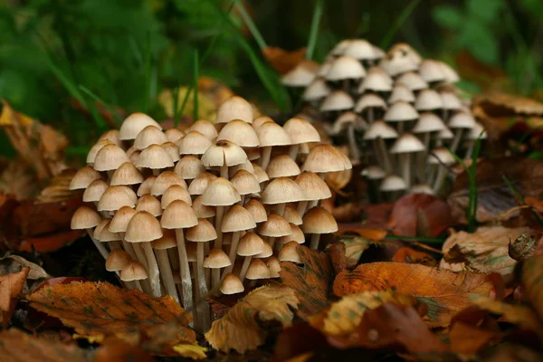 Groepen Van Een Niet Gespecificeerd Type Tinnen — Stockfoto