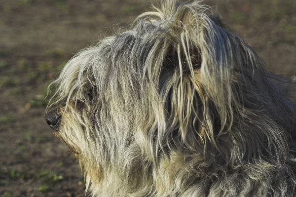 Porträt Eines Süßen Hundes — Stockfoto