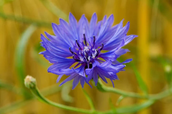 Vacker Utsikt Över Vackra Blommande Blåklint — Stockfoto