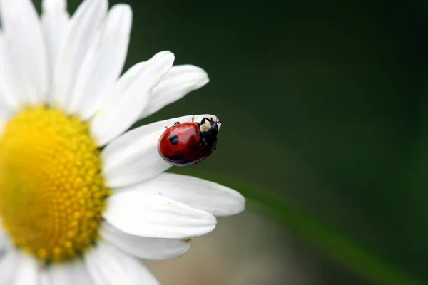 Ladybugs Magaritte —  Fotos de Stock