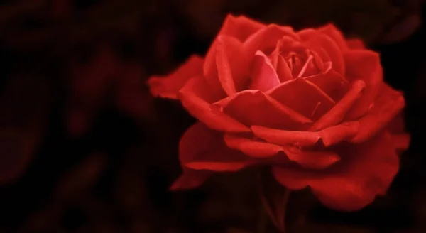 美しい植物の芽自然壁 — ストック写真