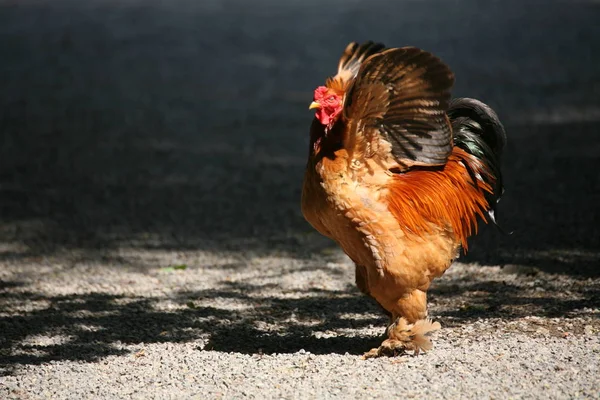 Schilderachtig Uitzicht Prachtige Vogel Natuur — Stockfoto