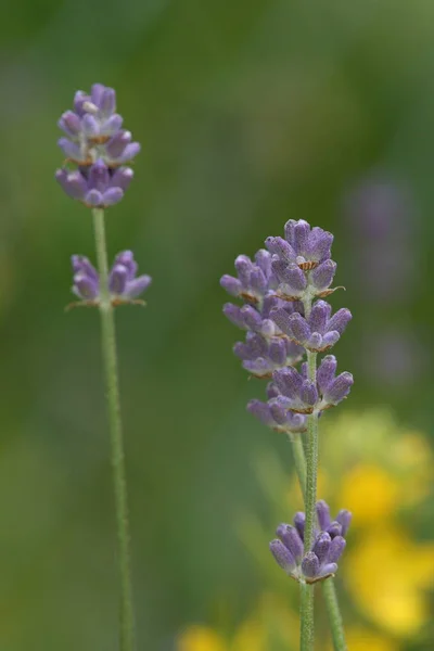 Aromatische Paarse Bloemen Violette Lavendel — Stockfoto