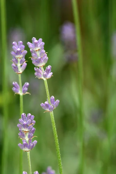 Paarse Bloemen Violette Lavendel — Stockfoto