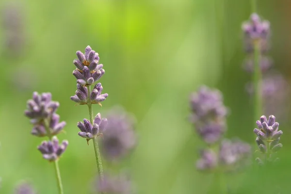 violet lavender flowers, purple flowers