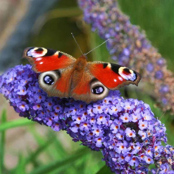 Páva Pillangó Természetben Növény Állatvilágban — Stock Fotó