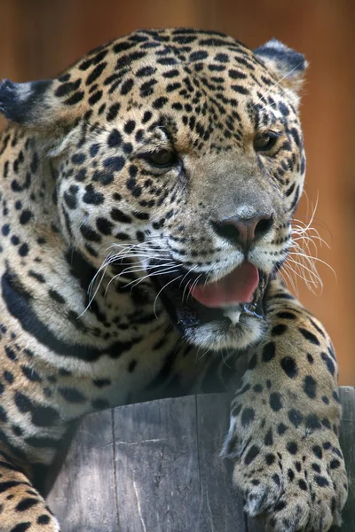 Jaguar Avcısı Büyük Kedi Vahşi Hayvan — Stok fotoğraf