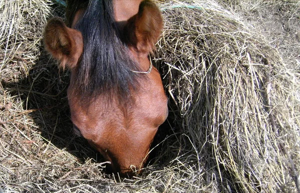 Ein Pferd Auf Dem Feld — Stockfoto