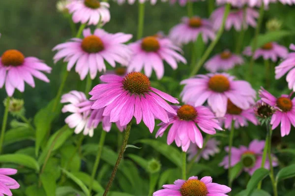 Feldflora Blütenblätter Sonnenhut — Stockfoto