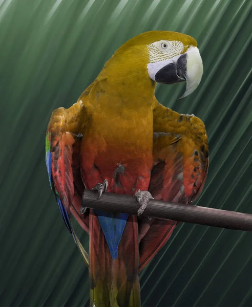 Malowniczy Widok Piękny Ptak Papuga — Zdjęcie stockowe