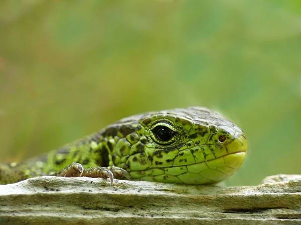 Little Lizard Shy Arg Get Close Because Don Wanted Interfere —  Fotos de Stock