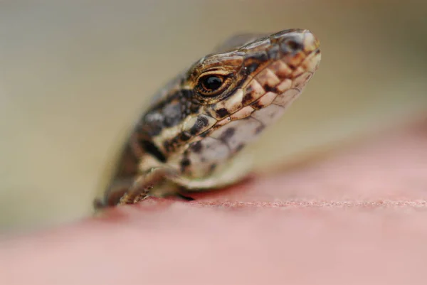 Picture Taken Our Garden Lizard Has Basked Board Very Patient — стоковое фото