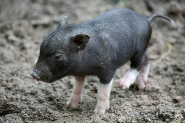 Animales Jóvenes Enfoque Selectivo — Foto de Stock