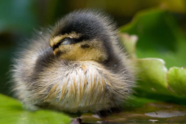 Grenaille Observation Canard Dans Nature Sauvage — Photo