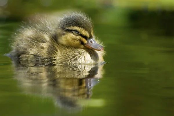 All Ducklings — стоковое фото