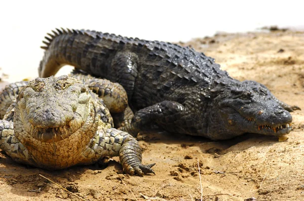 Crocodilo Jacaré Carnívoro Animal — Fotografia de Stock