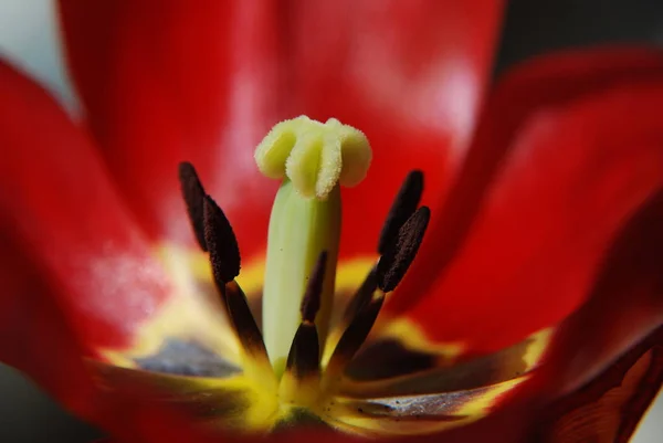 Τουλίπες Άνθη Πέταλα Ανοιξιάτικη Χλωρίδα — Φωτογραφία Αρχείου