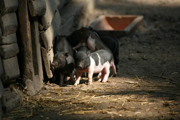 young animals, selective focus