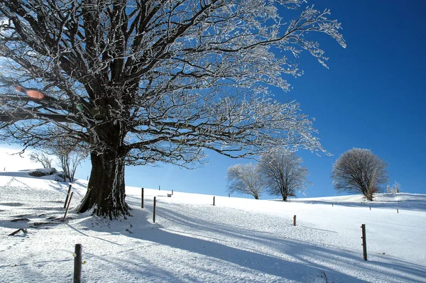 Besneeuwde Winterlandschap — Stockfoto