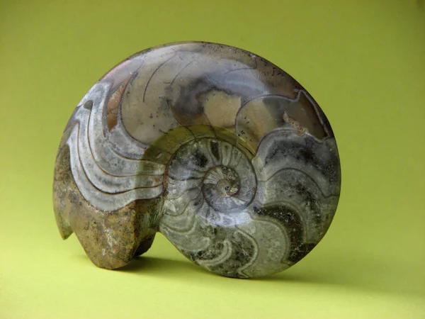 蜗牛壳 软体动物壳 — 图库照片