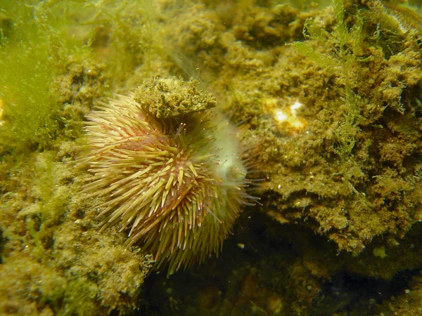 Szenischer Blick Auf Die Unterwasserwelt — Stockfoto