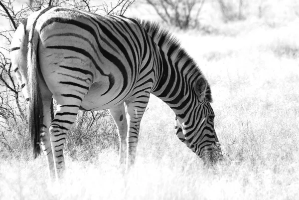 Afrikanisches Schwarzes Und Weißes Zebratier — Stockfoto