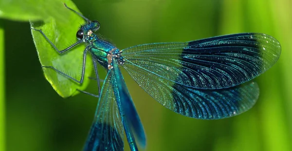 Närbild Insekter Vild Natur — Stockfoto