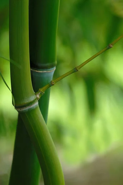 bamboo plant with water drops