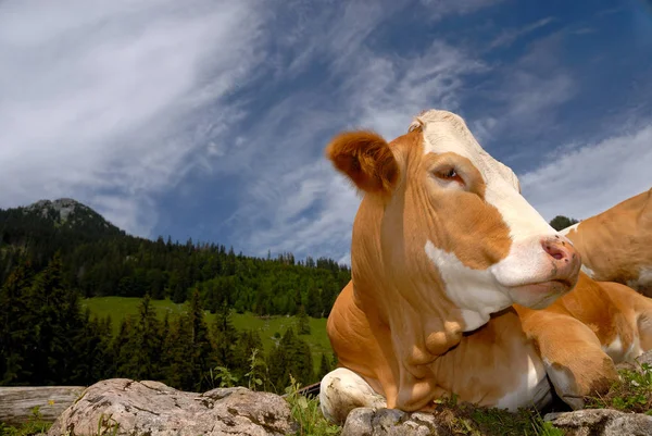 Uma Vaca Bavária Feliz Seu Elemento — Fotografia de Stock