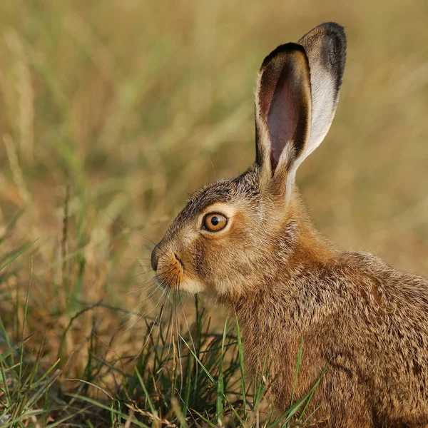 Jungtiere Selektiver Fokus — Stockfoto