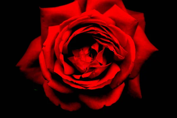 Červené Květy Růží Flóra — Stock fotografie