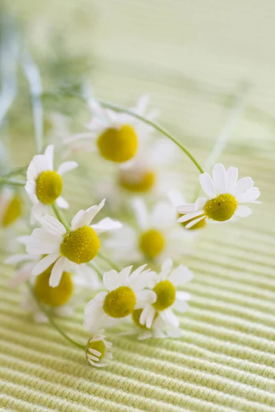 Camomilla Fiori Depositati Flora Estiva — Foto Stock