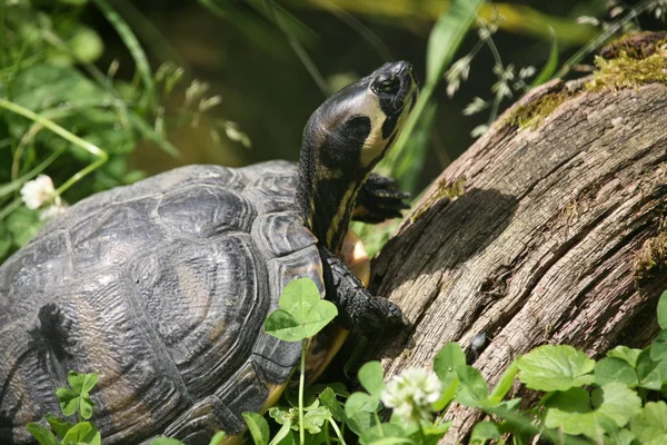 Рептилии Черепахи Дикой Природы — стоковое фото