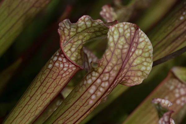 Gros Plan Une Feuille Verte Une Plante — Photo