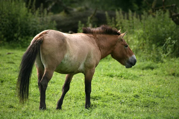 Chevaux Extérieur Jour — Photo