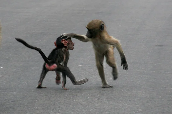 Maymun Primat Hayvan Vahşi Yaşam — Stok fotoğraf