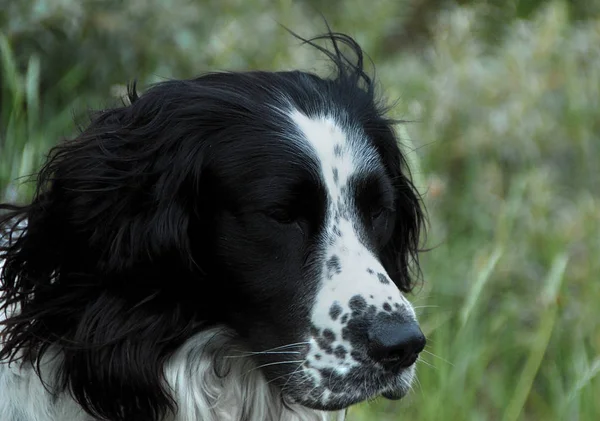 Porträtt Söt Hund — Stockfoto