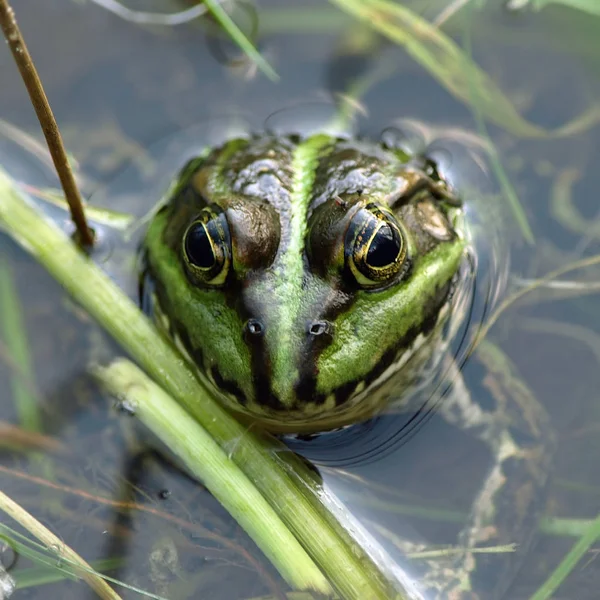 両生類の動物カエルの爬虫類 — ストック写真