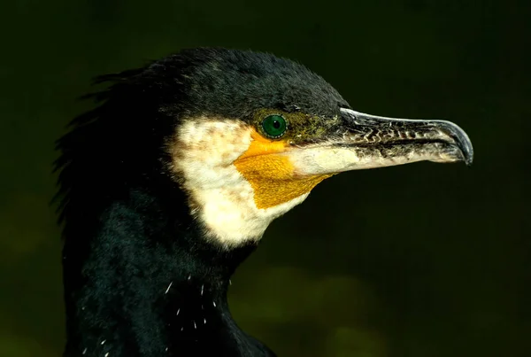 Schilderachtig Uitzicht Prachtige Vogel Natuur — Stockfoto