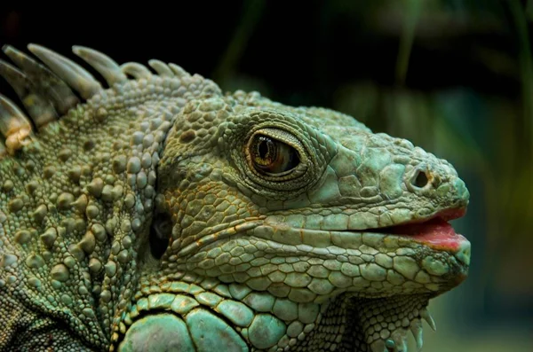 Lagarto Animal Predador Iguana — Fotografia de Stock