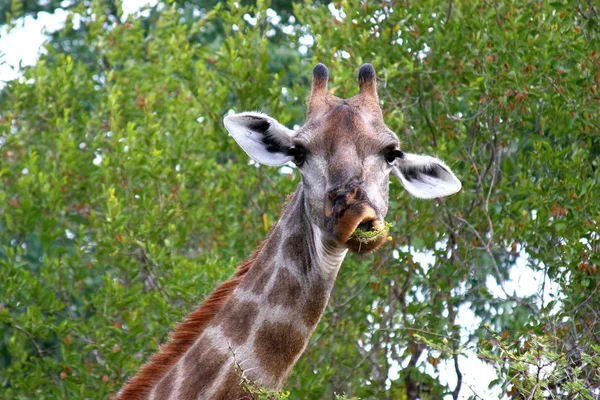 Giraffen Tiere Tierwelt Flora Und Fauna — Stockfoto