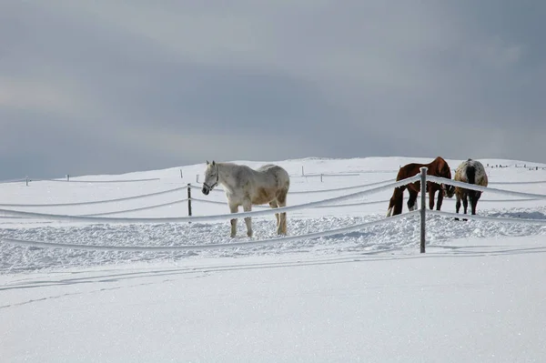 Pferde Tagsüber Freien — Stockfoto