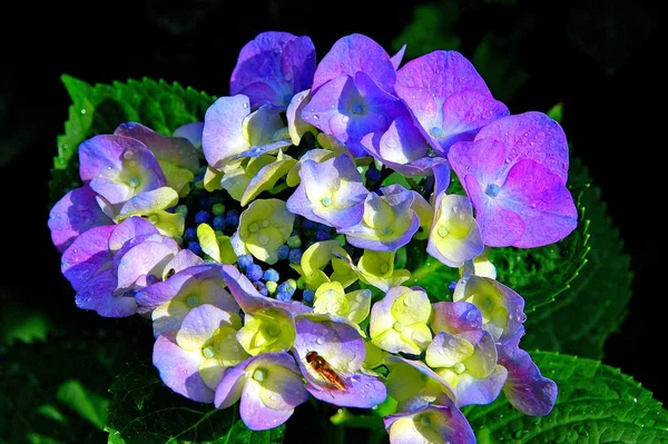 Hyangea Colores Hermosos —  Fotos de Stock