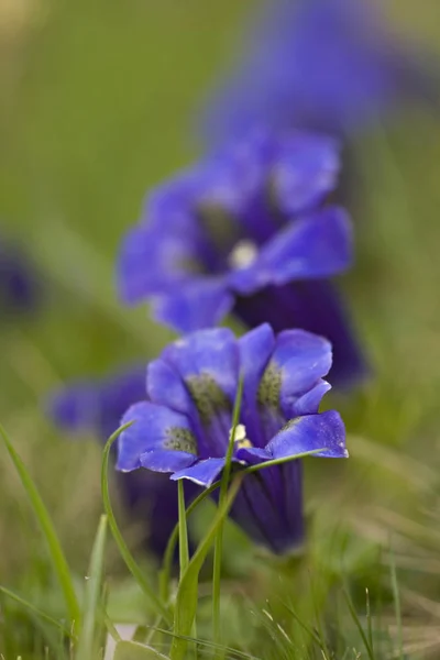 Hořké Květiny Louce — Stock fotografie