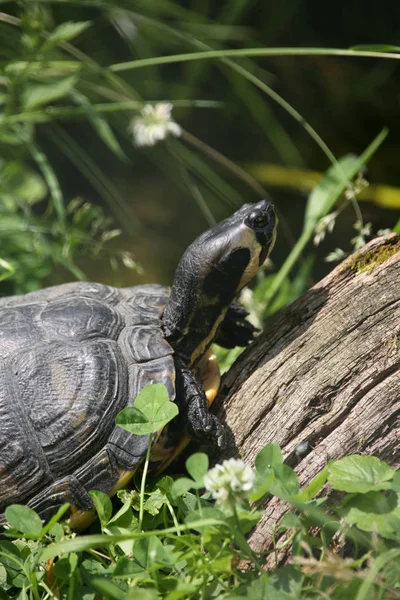Черепаха Рептилия Животное Существо — стоковое фото