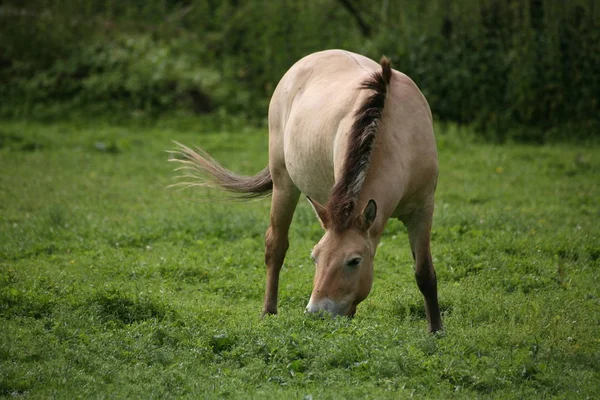 Horses Outdoors Daytime — Stock Photo, Image