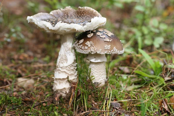 Champignons Champignons Selles Crapaud — Photo