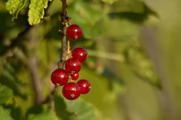 Röda Vinbär Sura Frukter — Stockfoto