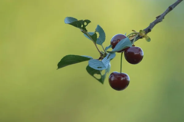 Doğa Ağacı Kiraz Ağacı — Stok fotoğraf