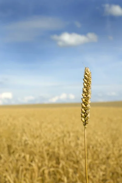 Cereales Agrícolas Campo Cultivo — Foto de Stock